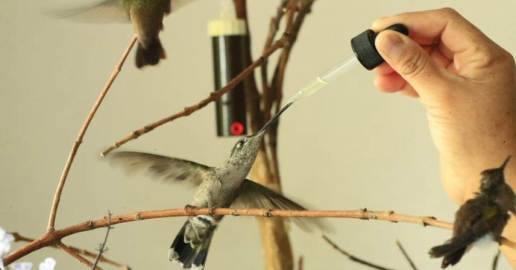 Hummingbird Rescue: Mexico City Woman Heals Injured Birds in Apartment
