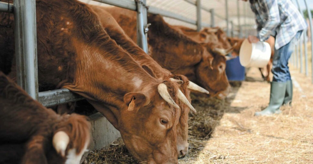 USDA Invests $21M in Mexico Fly Facility for Screwworm Eradication Effort