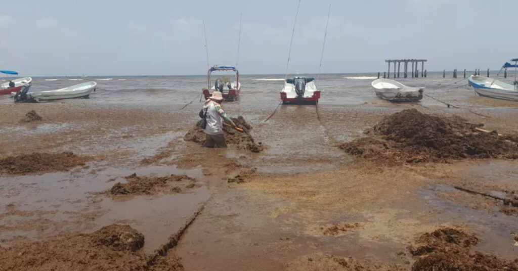 Sargassum Buildup Playa del Carmen Forces Tour Cancellations